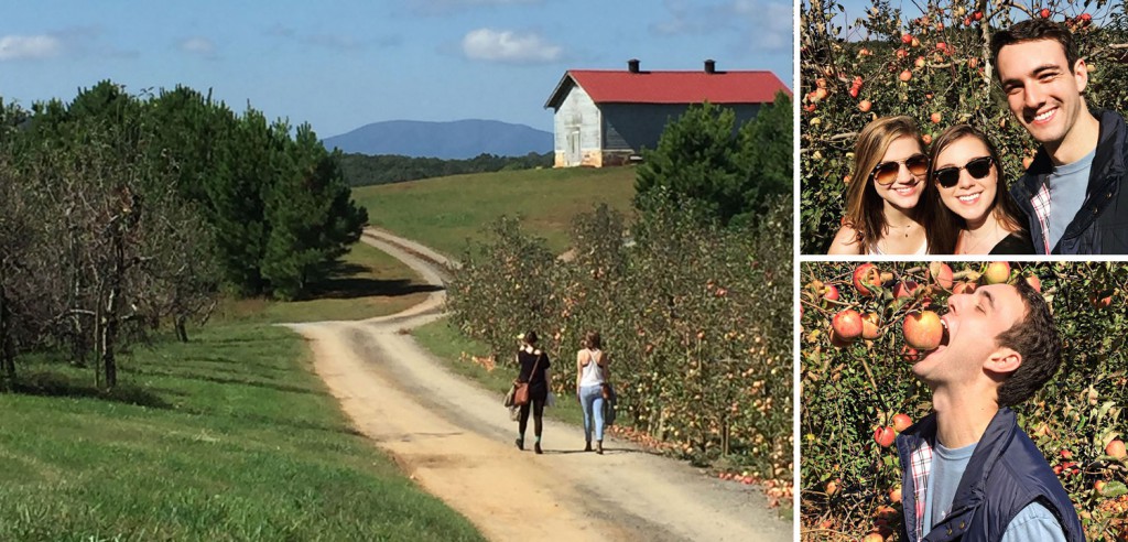 Apple Picking